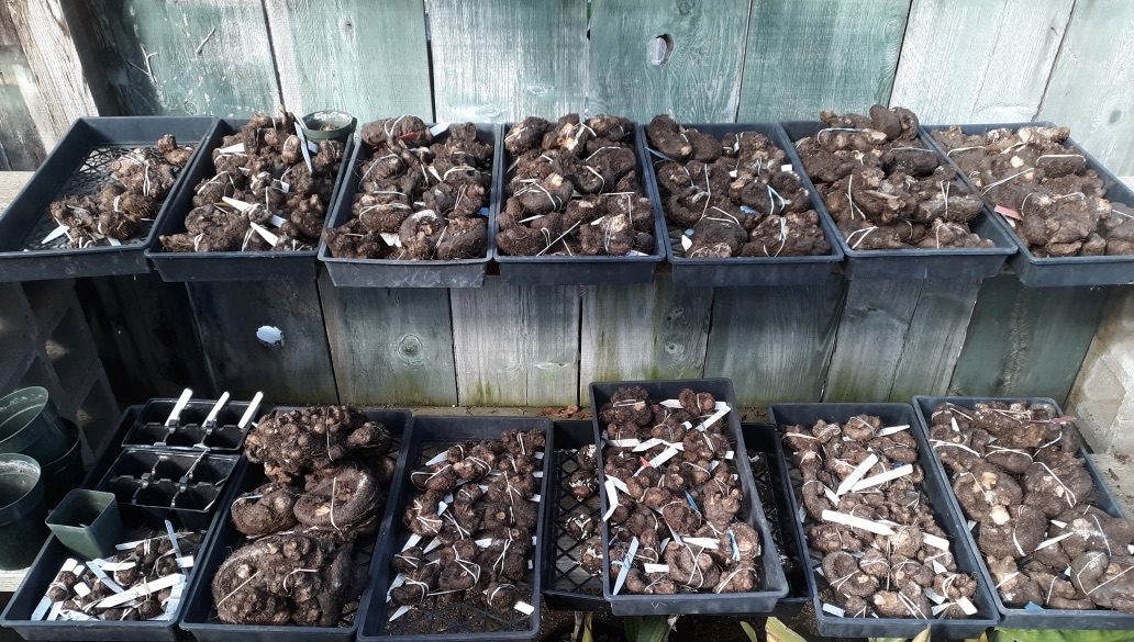 Storing Tuberous Begonias for the Winter