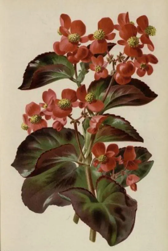 Semperflorens (ever-blooming)