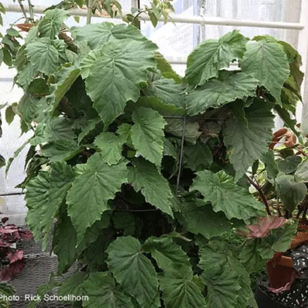Tuberous | The American Begonia Society