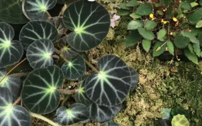 An Introduction to Begonia Species