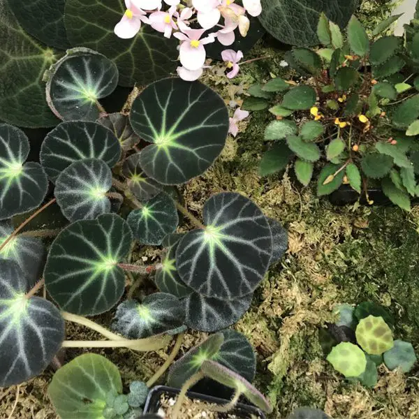 An Introduction to Begonia Species
