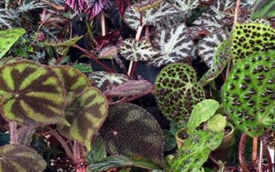 Begonia Identification Resources