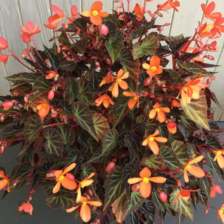 Tuberous | The American Begonia Society