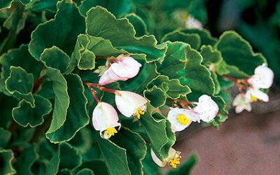 An Old Begonia Gets a New Name