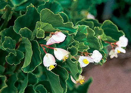 An Old Begonia Gets a New Name