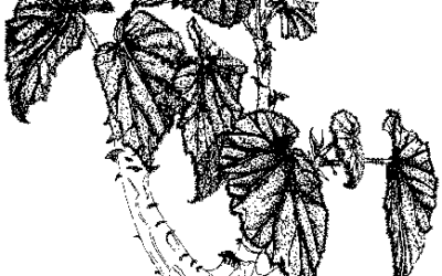 Spotlight on: Begonia dipetala