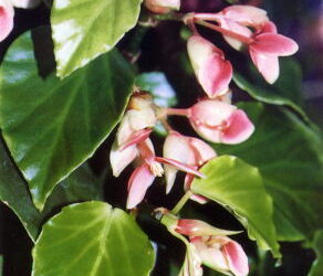 Trailing-Scandent Begonias