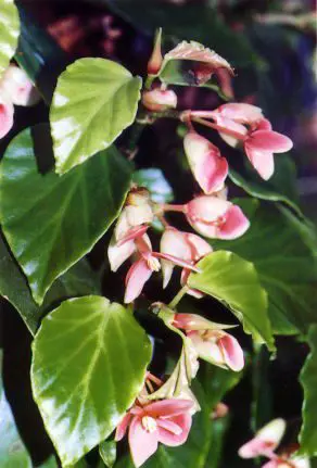 Trailing-Scandent Begonias