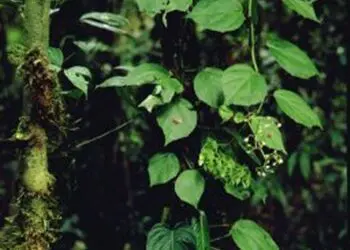 Begonia glabra in the Amazon
