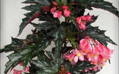 Hybridizing Begonias is an Art Form