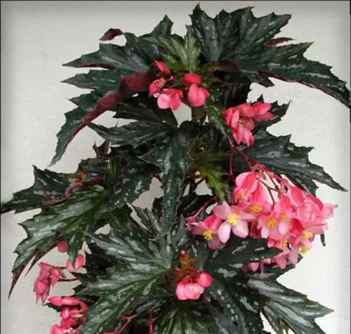Hybridizing Begonias is an Art Form