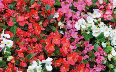 Semperflorens begonias: Most Are Sturdy, Easy