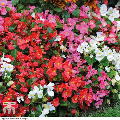 Semperflorens begonias: Most Are Sturdy, Easy