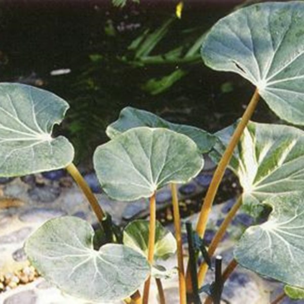 Begonia petasitifolia