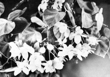 Begonia solananthera A. DC.