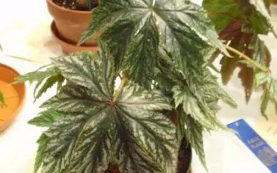 Begonia ‘Star Frost’