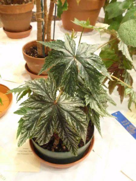 Begonia 'Star Frost' grown by Carol and Peter Notaras