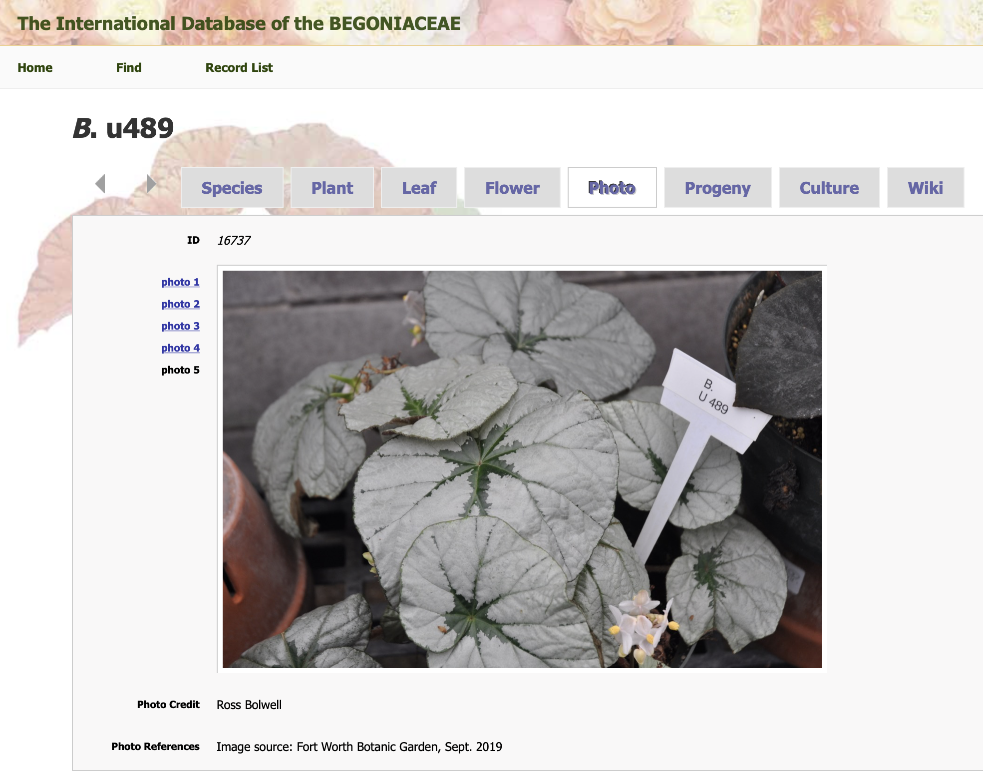 Begonia IDB & Instruction