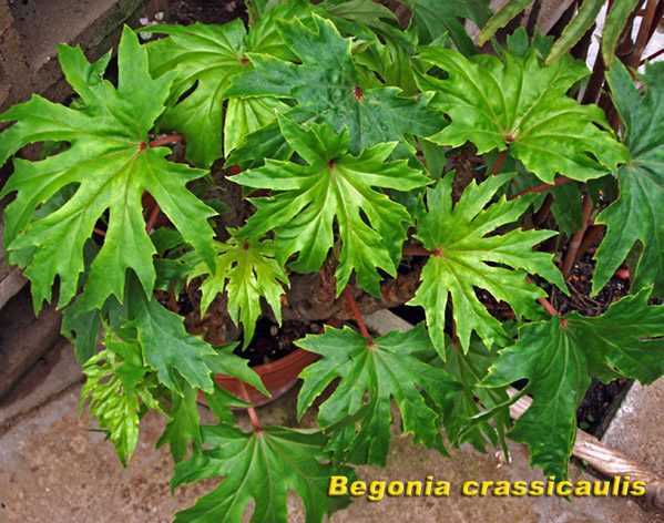 Begonia crassicaulis