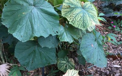 Thick-stemmed begonias: many are really BIG