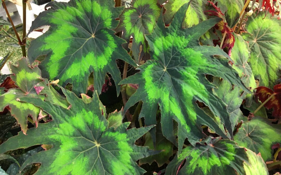 Rhizomatous: leaves, flower clusters