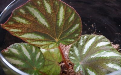 Begonia iridescens