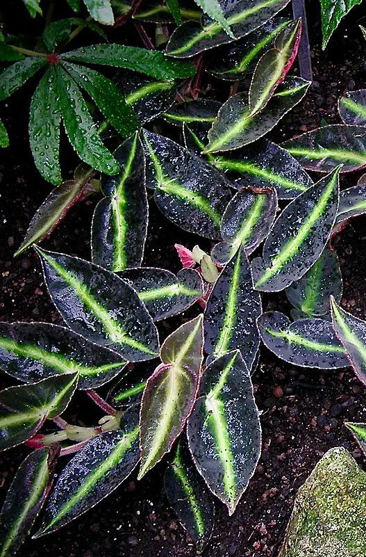Spotlight on: Begonia listada