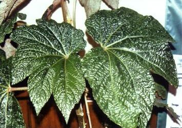 Begonia ‘Paul Hernandez’