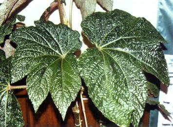 Begonia ‘Paul Hernandez’