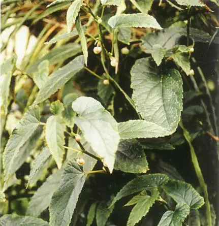 Begonia U446
