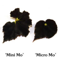 B. ‘Mini Mo’ and ‘Micro Mo’
