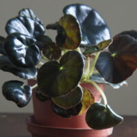 Begonia hydrocotylifolia