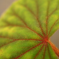 Begonia sericoneura