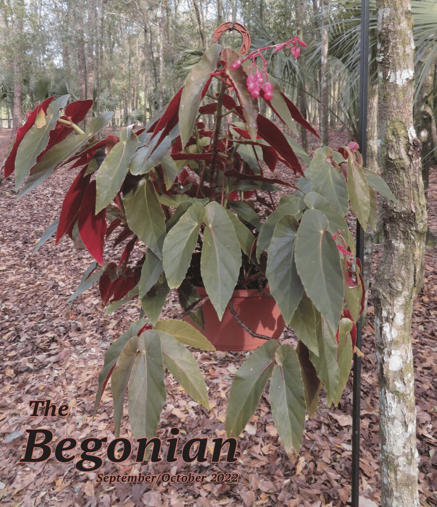 The Begonian