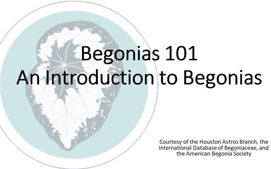 Workshop: Begonia 101