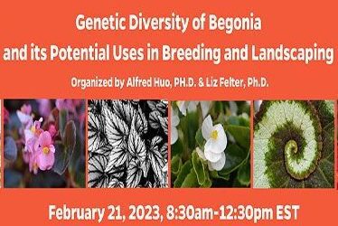 Genetic Diversity of Begonia & use in plant breeding