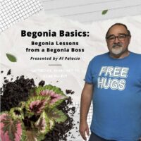 Begonia Basics: Lessons from a Begonia Boss