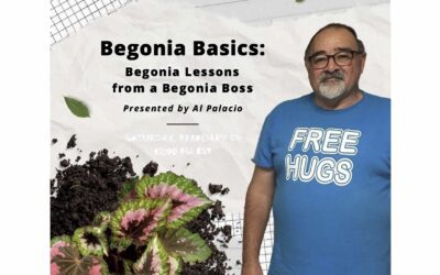 Begonia Basics: Lessons from a Begonia Boss